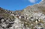 Arriviamo alla Scatta d'Orogna (mt.2461) e  non siamo  soli.......